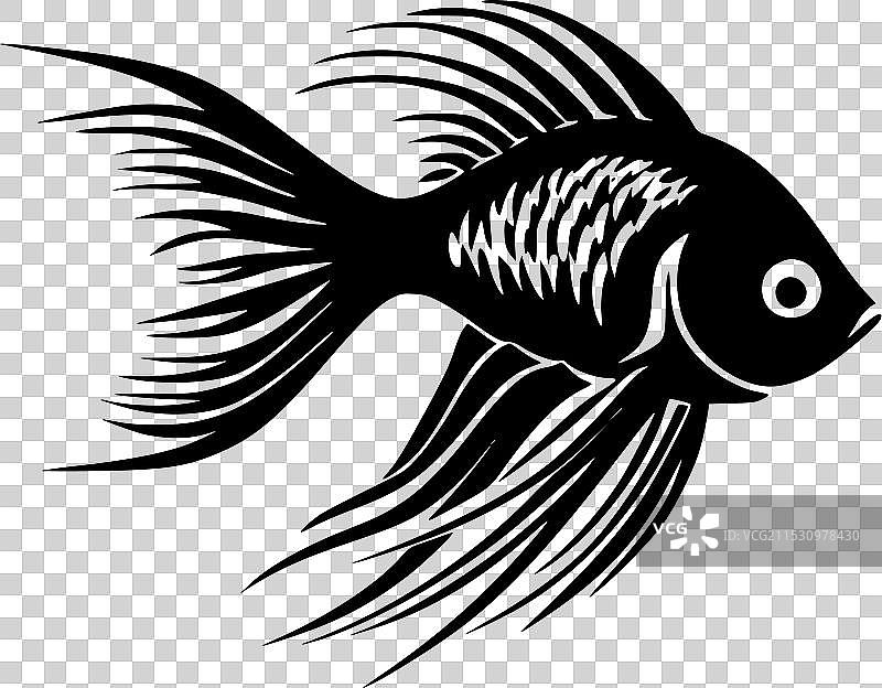 黑白天使鱼图片素材