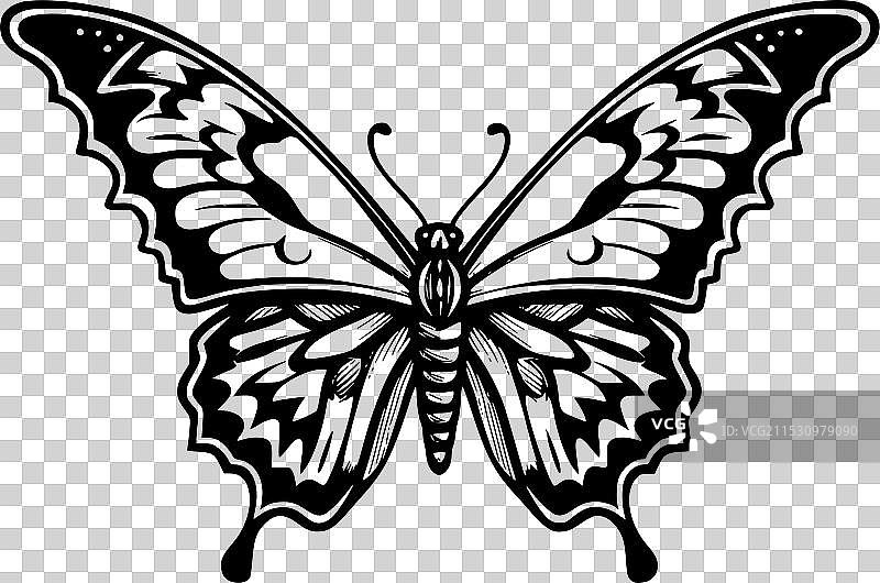 黑白蝴蝶图片素材