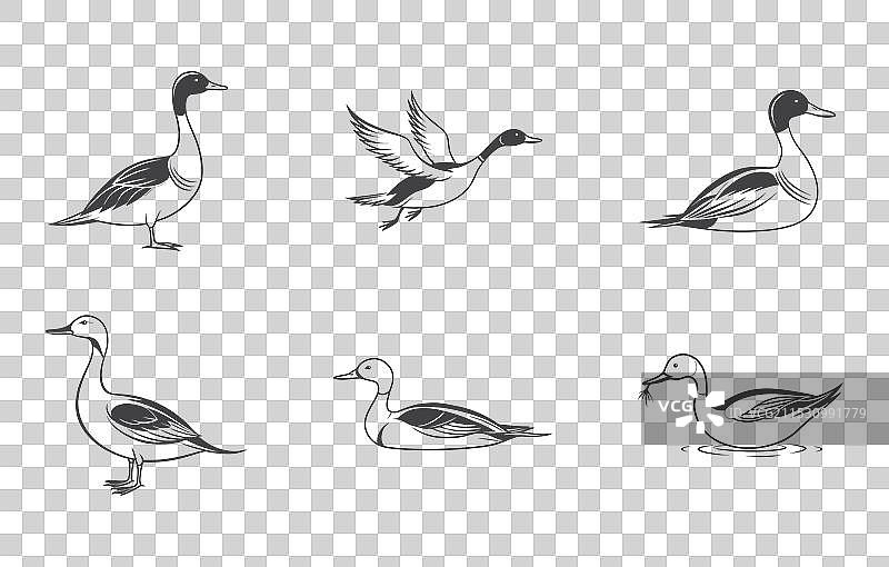 优雅的细尾鸭线条艺术套装图片素材