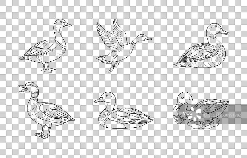 精美的斑头雁线条艺术套装图片素材