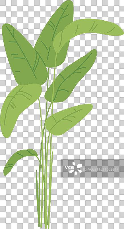 绿叶斑马竹芋彩色图标家居装饰图片素材