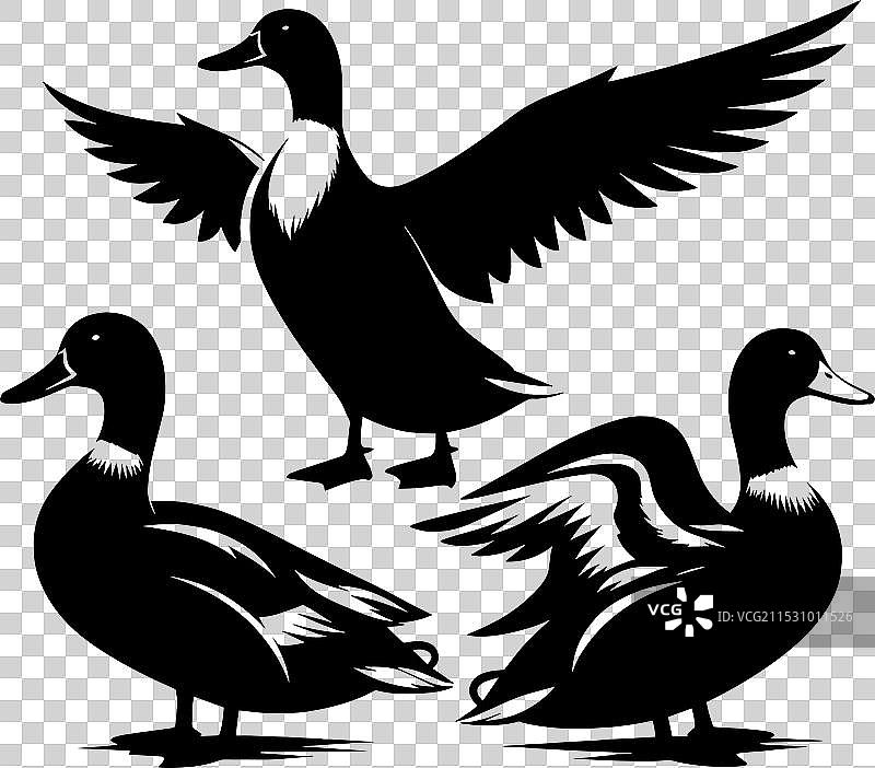 白色背景上的鸭子轮廓剪影图片素材