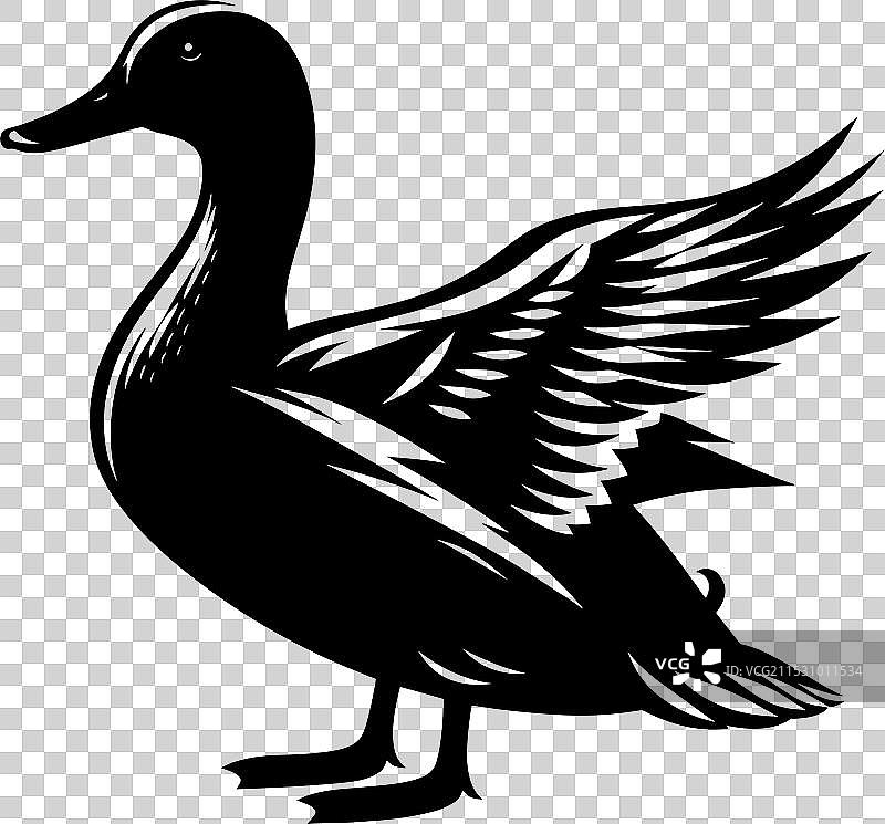 白色背景上的鸭子轮廓剪影图片素材