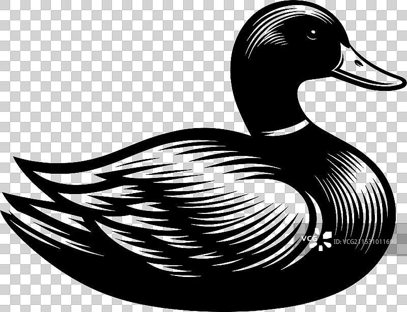 白色背景上的鸭子轮廓剪影图片素材