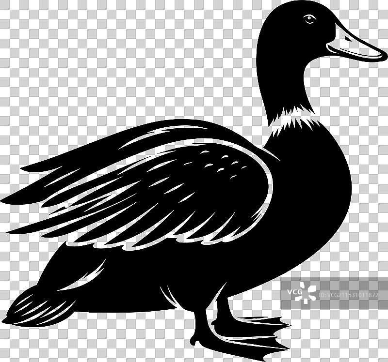 白色背景上的鸭子轮廓剪影图片素材