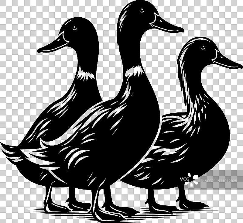 白色背景上的鸭子轮廓剪影图片素材