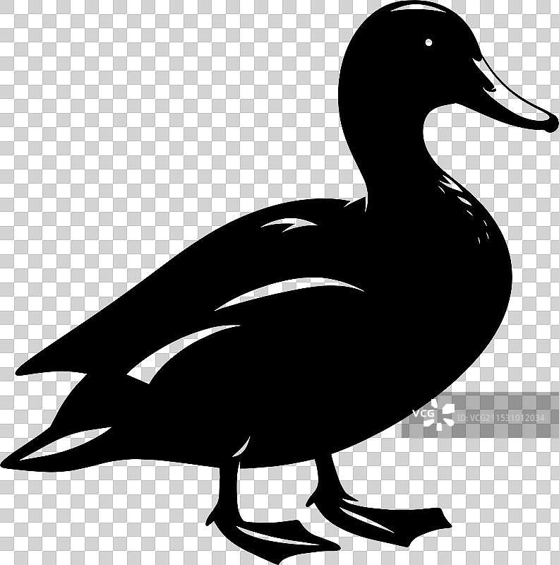 白色背景上的鸭子轮廓剪影图片素材