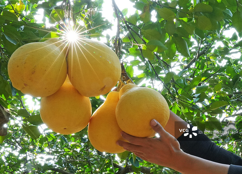 沙田柚熟了图片素材