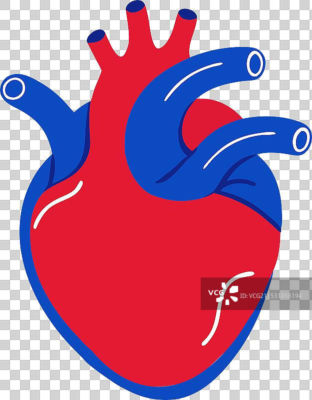 卡通人类心脏器官与血管图片素材