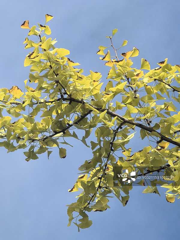 银杏图片素材