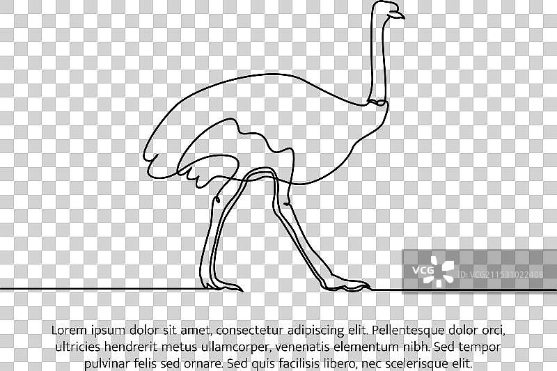 简单的鸵鸟线条设计动物轮廓图片素材