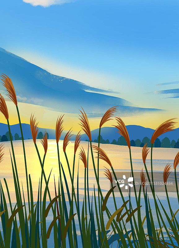 白露节气夕阳下的芦苇风景插画图片素材