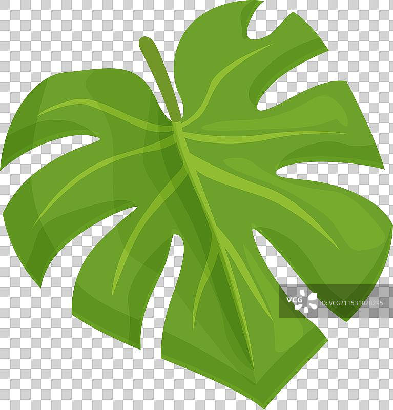 卡通风格的自然 monstera 叶子图标图片素材
