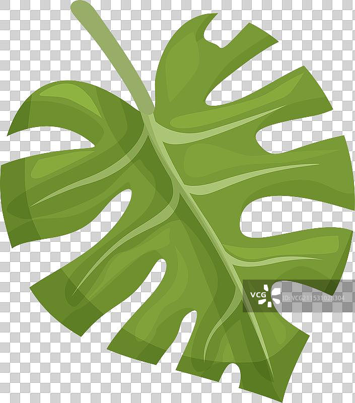 卡通风格的龟背竹图标绿叶图片素材