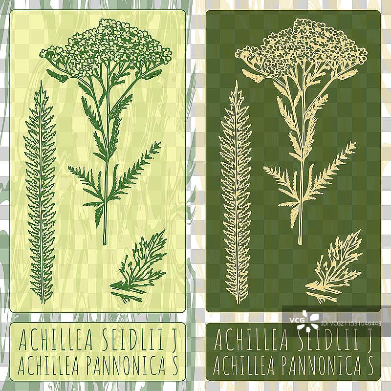 手绘的阿基利亚·赛德利植物图稿图片素材
