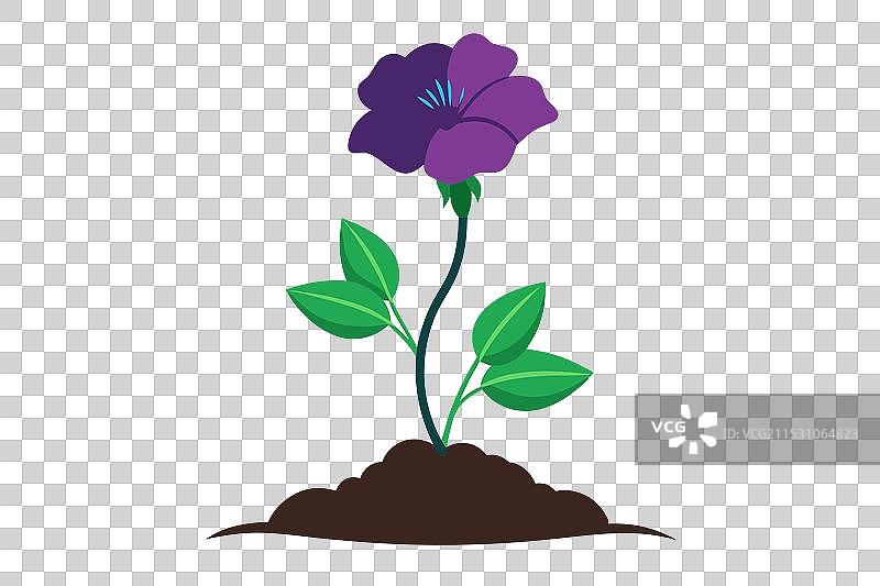 一朵优雅的小波斯菊花正在绽放图片素材