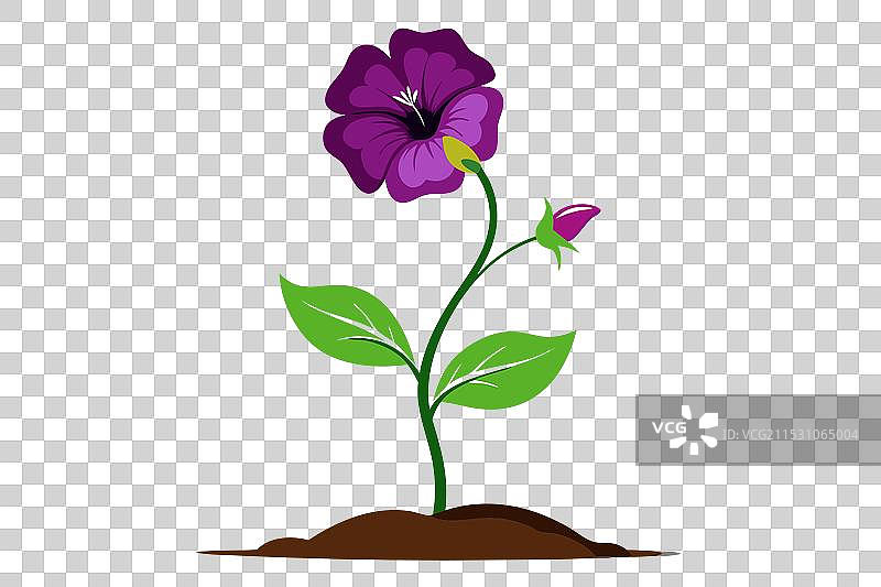 一朵优雅的小波斯菊花正在绽放图片素材