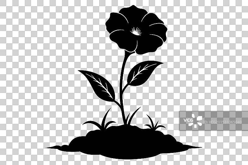 一朵优雅的小波斯菊花正在绽放图片素材