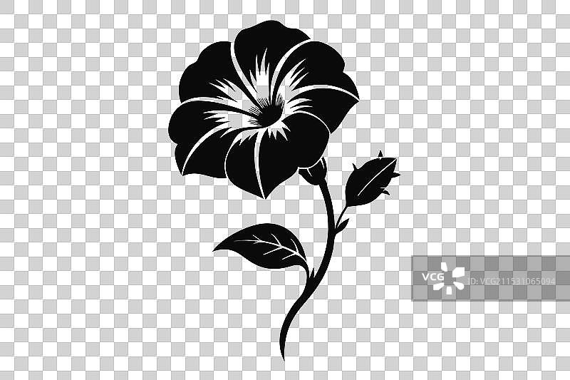 一朵优雅的小波斯菊花正在绽放图片素材