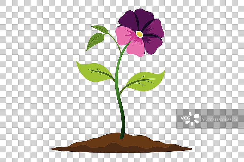 一朵优雅的小波斯菊花正在绽放图片素材