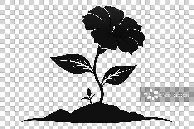 一朵优雅的小波斯菊花正在绽放图片素材