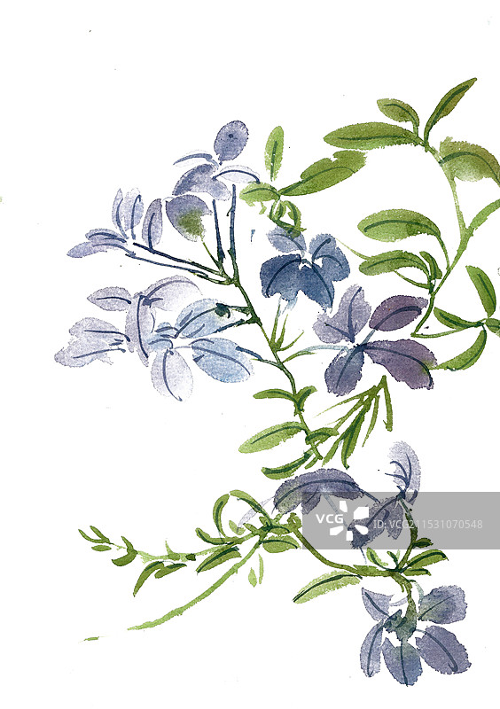 紫色的小花图片素材