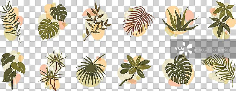 抽象有机波西米亚风格的叶子和植物形状集合图片素材