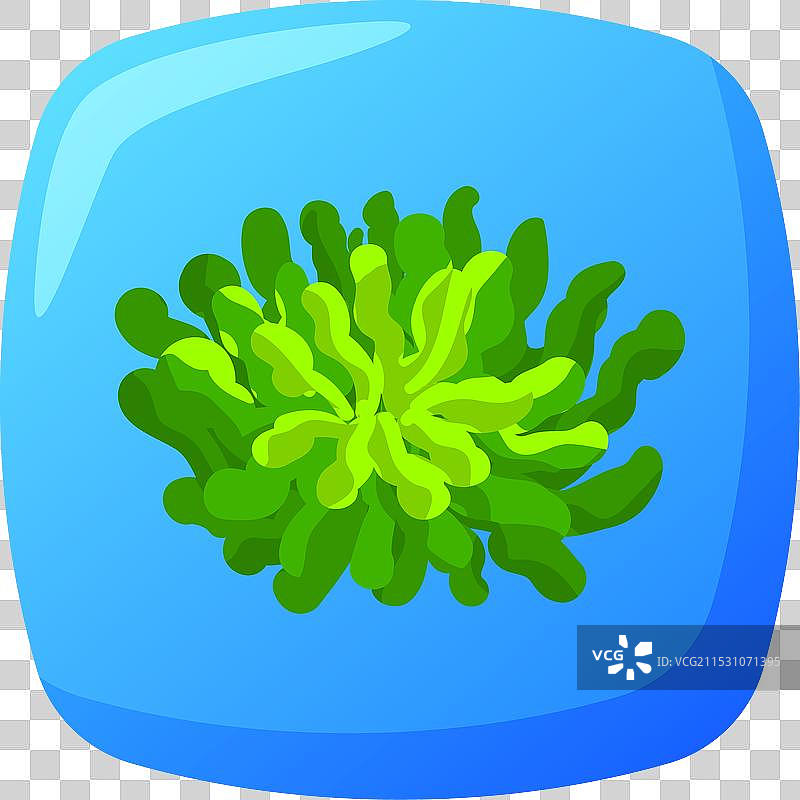 水中绿色藻类团块图片素材