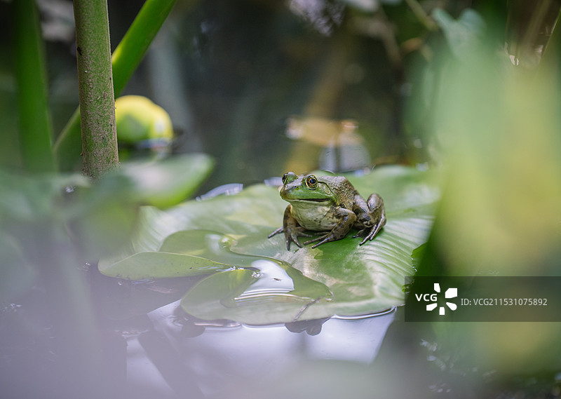 叶子上的青蛙特写，北卡罗来纳州夏洛特，美国图片素材