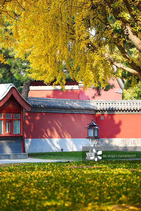 故宫银杏上新 紫禁城秋色美如画图片素材