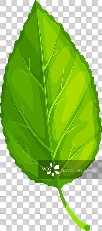 绿色树叶孤立的卡通树叶图片素材