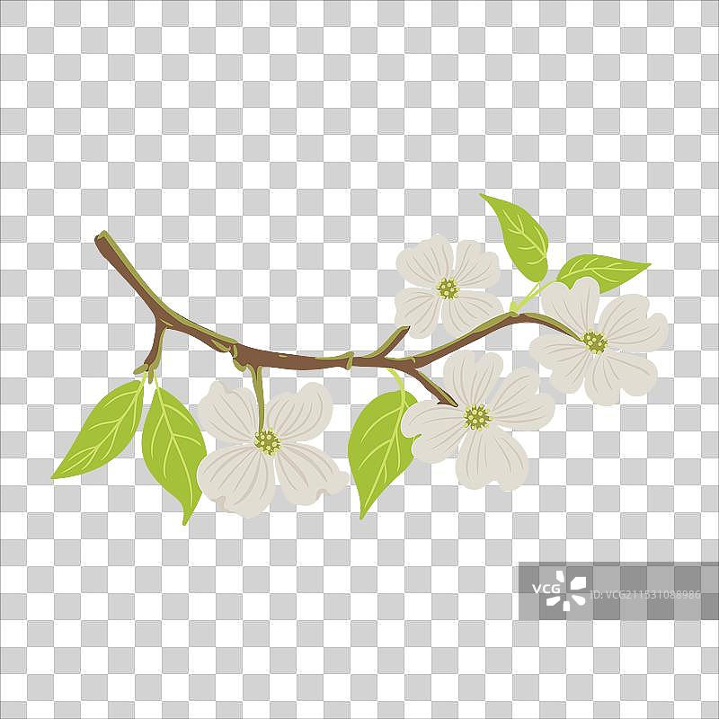 开花的山茱萸树枝素描图片素材