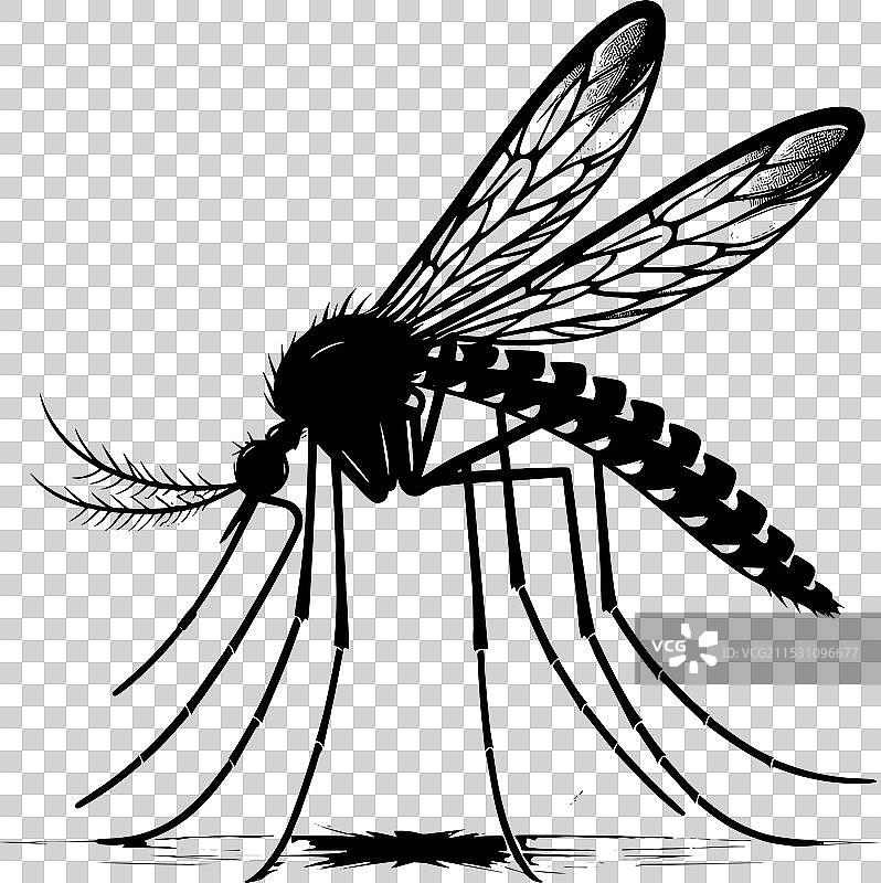 蚊子剪影，孤立在白色背景上图片素材