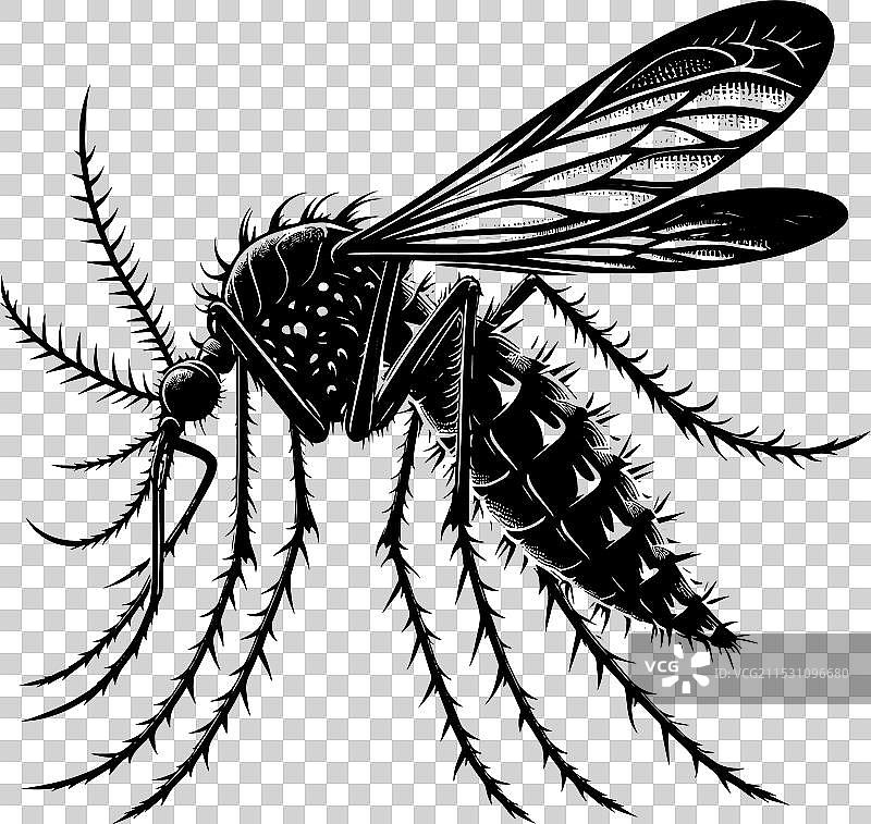 蚊子剪影，孤立在白色背景上图片素材