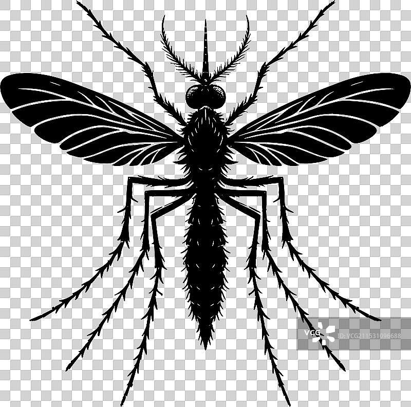 蚊子剪影，孤立在白色背景上图片素材