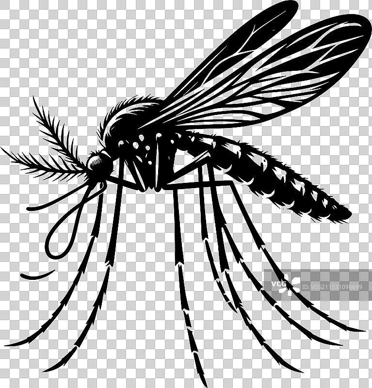 白色背景上孤立的蚊子剪影图片素材