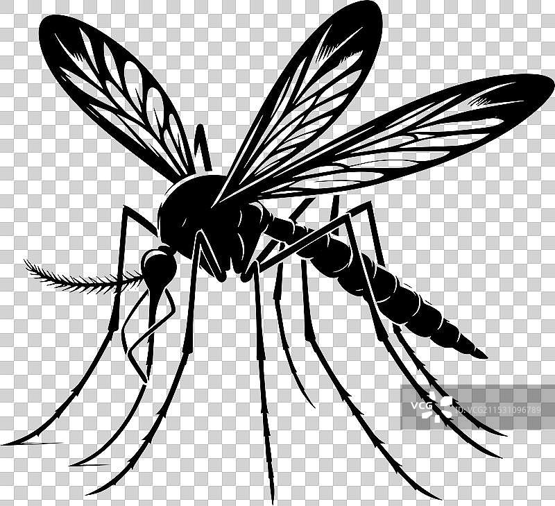 蚊子剪影，孤立在白色背景上图片素材