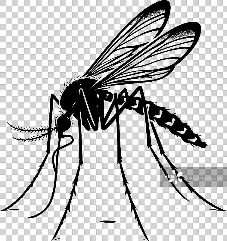 蚊子剪影，孤立在白色背景上图片素材