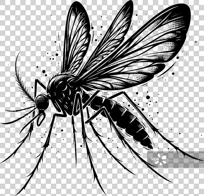 蚊子剪影，孤立在白色背景上图片素材