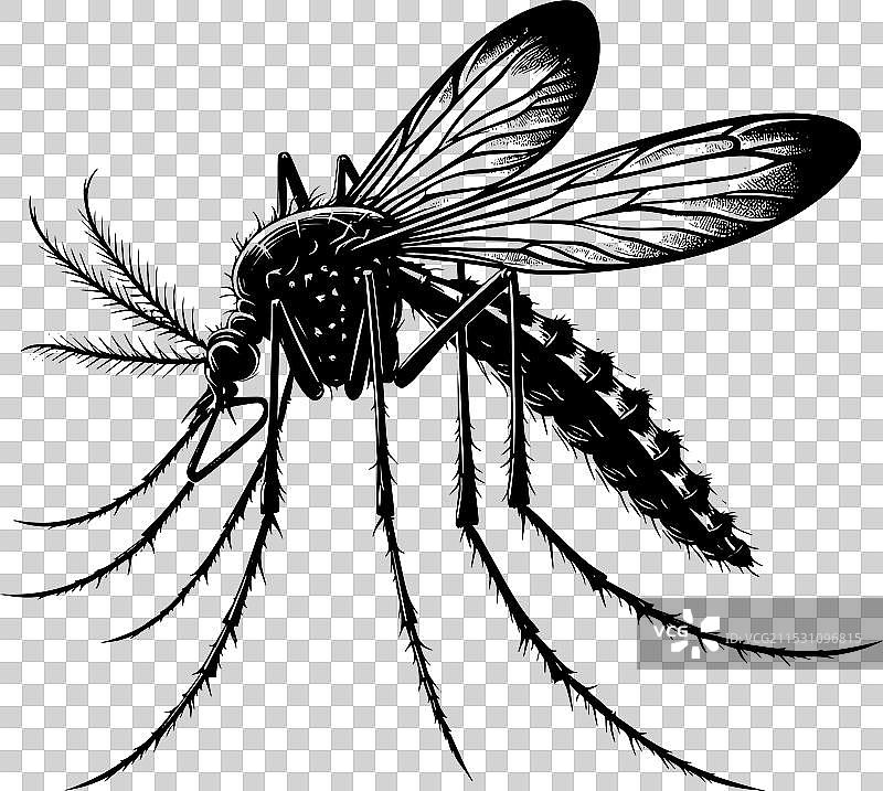 蚊子剪影，孤立在白色背景上图片素材
