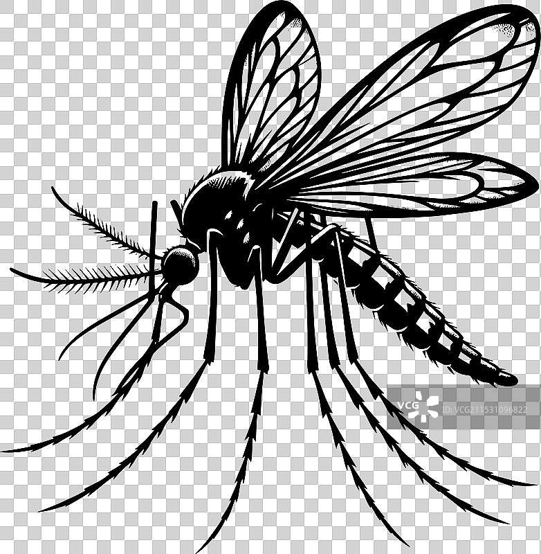 蚊子剪影孤立在白色背景上图片素材