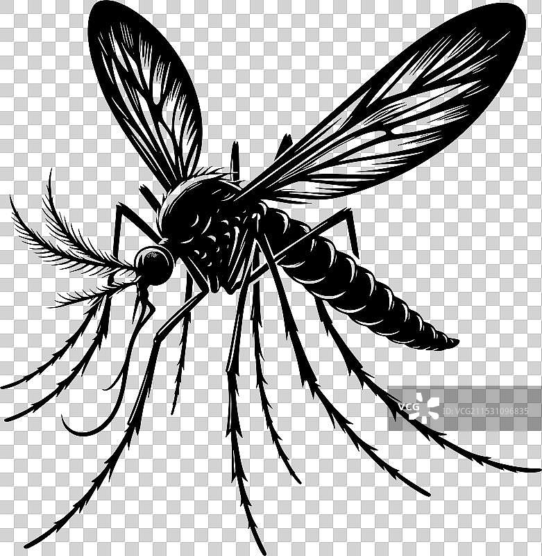 蚊子剪影，孤立在白色背景上图片素材