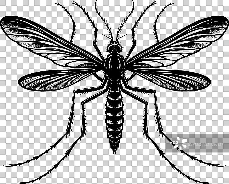 蚊子剪影，孤立在白色背景上图片素材
