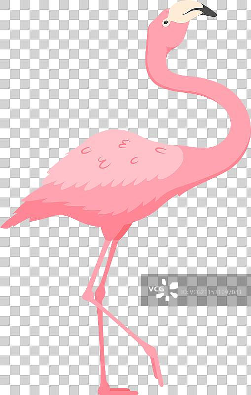 一只孤独的粉色火烈鸟优雅地站立着图片素材
