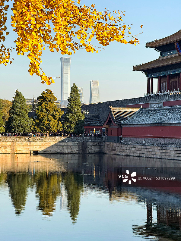 北京中信大厦（中信大厦）与故宫和秋天金黄银杏叶同框图片素材