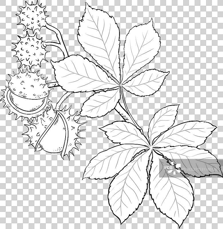 栗子树枝与坚果轮廓图片素材