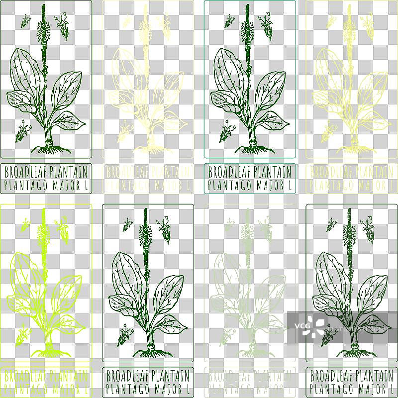 一组宽叶车前草的图画图片素材