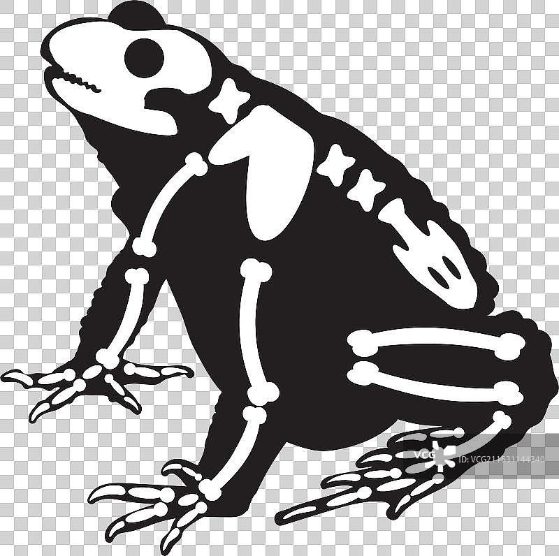 大蟾蜍的轮廓，X光骨骼图片素材