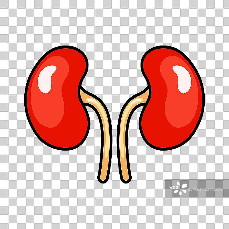 人类肾脏彩色图标图片素材