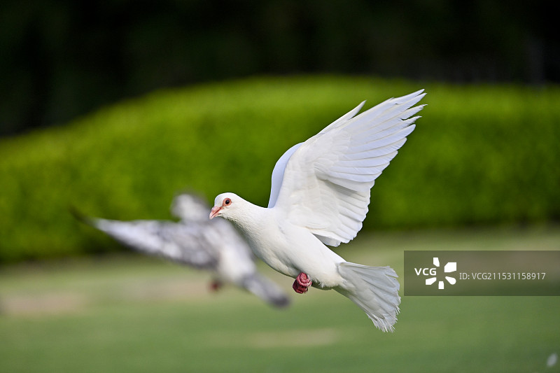 飞行中的白鸽图片素材